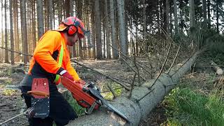 Just me and my Husqvarna 560XP chainsaw