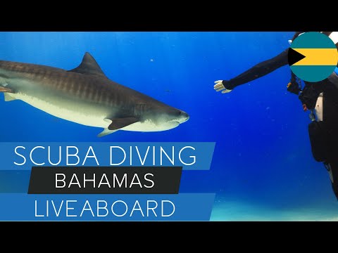 Bahamas Liveaboard: Tiger Sharks, Reefs & the Ultimate Dive Trip!