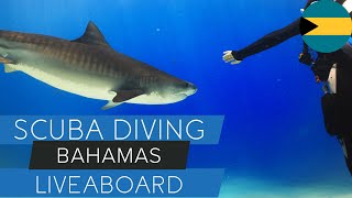 Bahamas Liveaboard: Tiger Sharks, Reefs & the Ultimate Dive Trip!