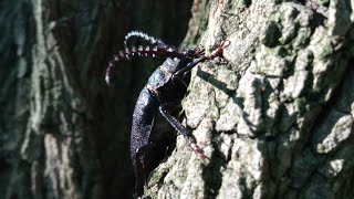 Вусач-шкіряник лісовий (Prionus coriarius Linnaeus) #beetle #insect #жук #комаха #horns #роги #tree