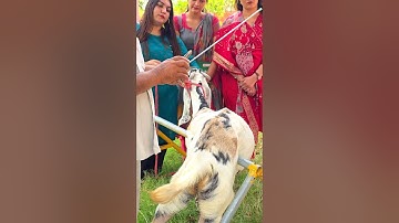 Goat Artificial Insemination Training | Professional Goat Farming Course | 100% Practical Training