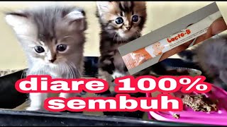 Obat kitten Diare langsung sembuh