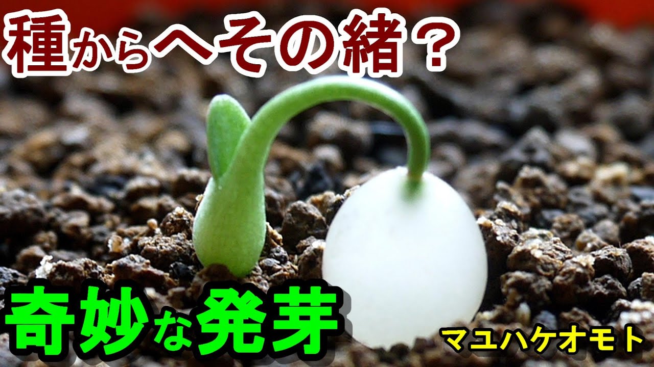 マユハケオモト ② 発芽の仕方がとってもユニーク - YouTube