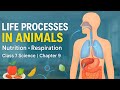 Class 7 Science Chapter 9| Life Processes in Animals | Nutrition & Respiration |Complete Explanation