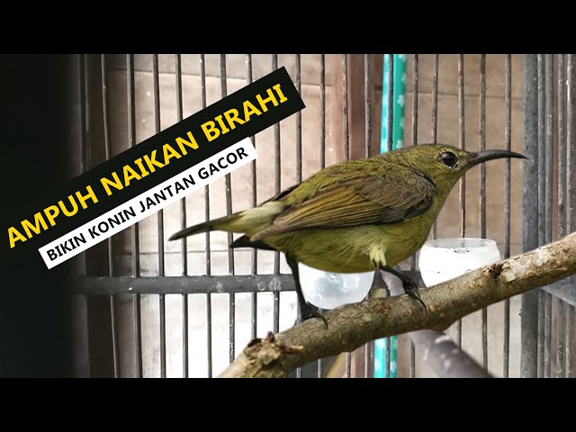 kolibri ninja betina | suara panggilan terbaik untuk menaikan BIRAHI & EMOSI konin jantan agar GACOR class=