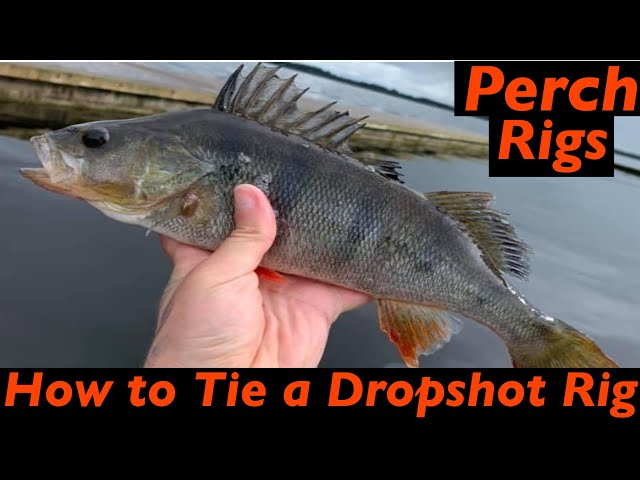 How To Tie A DROP SHOT Rig - Fast Easy Simple Dropshotting for