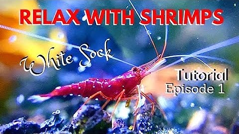 Relax With Shrimps Music Episode 1: Caridina Dennerli, Tank Setup Tutorial