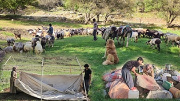 Nomadic migration: the amazing migration from warm regions to cold lands 🏞️❄️🌍🐑🌊