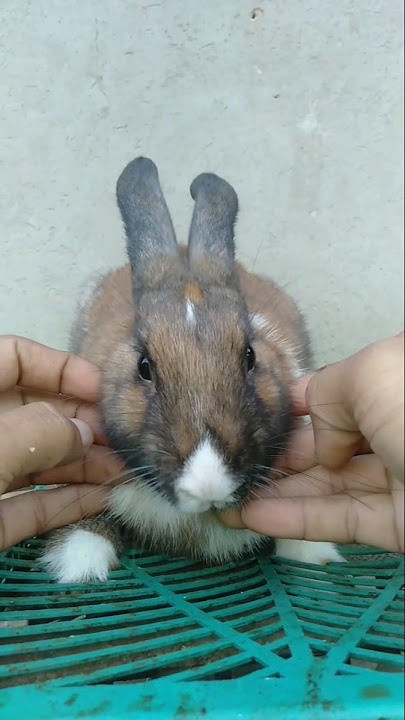 memangnya aku boneka?? #cutebunny