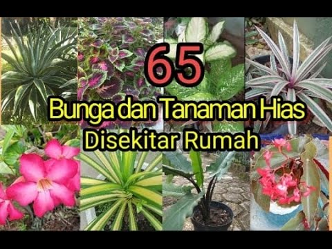 Video: Tumbuhan rumah berdaun hiasan: nama, ciri penanaman