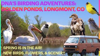 Birding Golden Ponds Park, Longmont, Colorado SPRING FLOWERS & BIRDS are OUT!