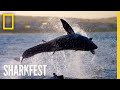Camo Sharks: Breaching Test | SharkFest | National Geographic