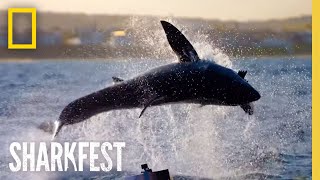 Camo Sharks: Breaching Test | SharkFest | National Geographic