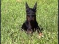 Manchester Terrier - AKC Dog Breed Series の動画、YouTube動画。