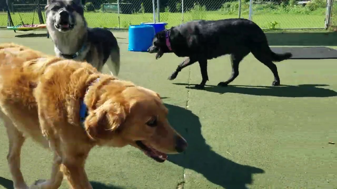 Playtime at Dogs On The Farm & Cats Too!
