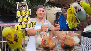 Vlog910 Parakeets Budgie Finches Sale Dito Malabon Pet Market Vlog910 Parakeets Budgie Finches Sale Dito Malabon Pet Market
