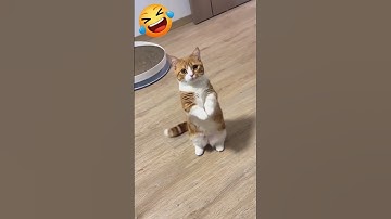 Cute & Funny Cat Videos That Will Make You Laugh