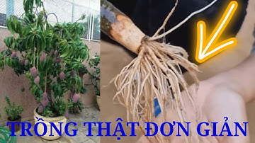 Kỹ Thuật Trồng Cây Xoài Từ Cành Bằng Cách Sử Dụng Khoai Tây Và Nha Đam