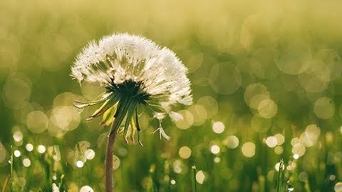 How Do Weeds Regrow SO QUICK???