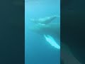 Take a peaceful swim with the humpback whales 🐳 #Shorts