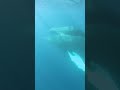 Take a peaceful swim with the humpback whales 🐳 #Shorts