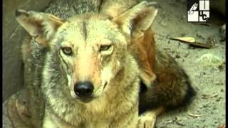 El Coyote. Un animal de diversos ambientes (2008)