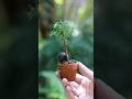 春の手入れ ミニ素焼き鉢スギ #bonsai #盆栽 #庭作業 #ガーデニング #gardening