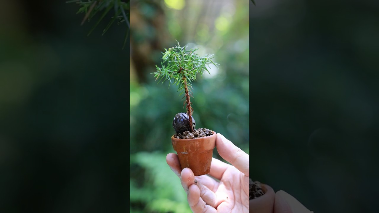 春の手入れ ミニ素焼き鉢スギ #bonsai #盆栽 #庭作業 #ガーデニング #gardening