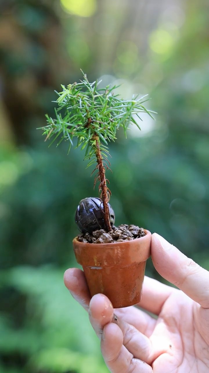 AS Channel -Bonsai,Mountain,Camera- tree for beginners - YouTube