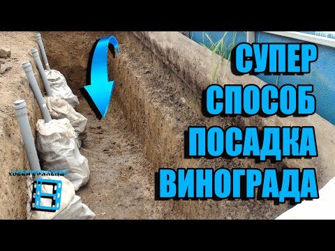 ПОСАДОЧНАЯ ТРАНШЕЯ ДЛЯ ВИНОГРАДА. ПОСАДКА ВИНОГРАДА ОСЕНЬЮ. СЕВЕРНЫЙ ВИНОГРАДНИК