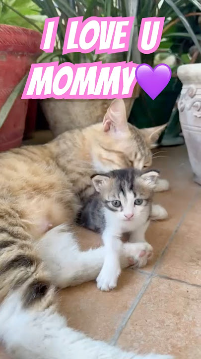 I Love you Mommy💖 #cats