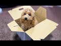 新しいデカプーをお迎えしたら大き過ぎてお迎えBOXに入りませんでした。笑【トイプードル】