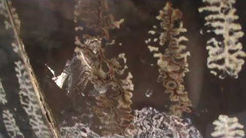 Bees dancing inside observation top bar hive.