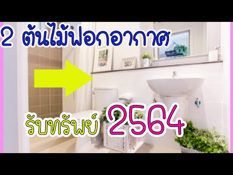 ไม้มงคลเรียกทรัพย์2564!!!แชร์เก็บไว้เลย 2ไม้มงคลเรียกทรัพย์ห้องน้ำ ฟอกอากาศ