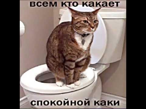 всем кто какает - YouTube