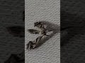 Weird bug aura farms on bed