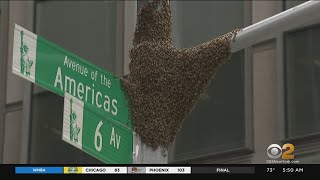 Bees Cause Buzz In Midtown