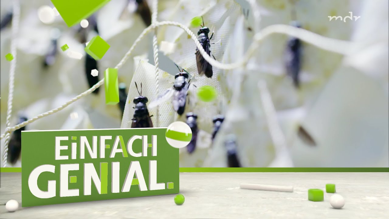 Insekten als Tierfutter mobil einsetzbar | Einfach genial | MDR