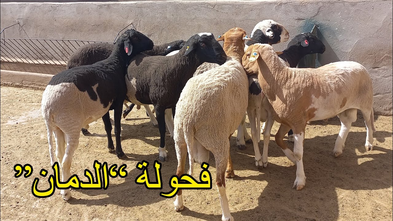 زيارة لكوري لحسن شجيري نعاج الدمان والفحولة عطا الله الخير تبارك الله