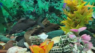 World in an aquarium #aquarium by Life and nature as it is 46 views 5 months ago 1 minute, 1 second