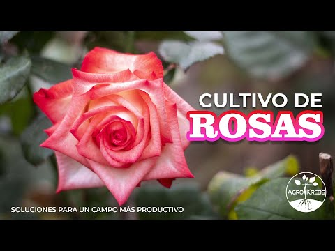 Video: Información sobre la rosa de Osiria: aprenda sobre la rosa de té híbrida de Osiria