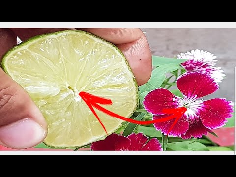 Vídeo: Suco de limão diluído prejudica as plantas?