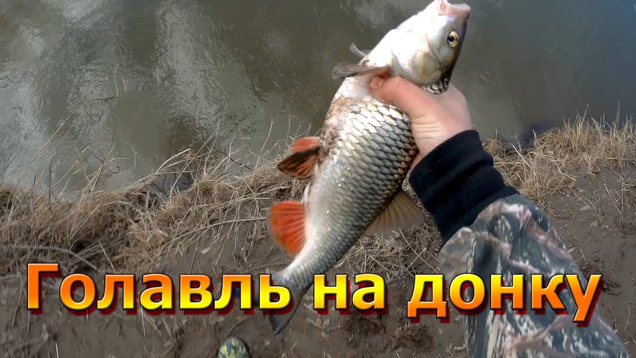 Рыбалка на донку на куриную печень. Первый весенний голавль!