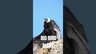 This Condor Is Amazing