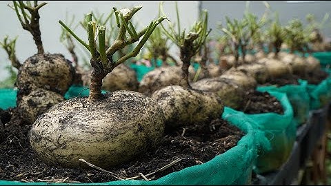 Tips for pruning flowers, cutting tops, Growing Big Bean roots