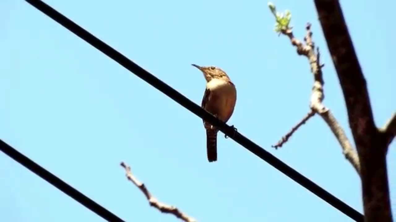 House wren YouTube