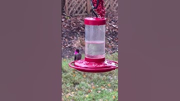 Learn the Art of Winter Bird Feeding for Maximum Happiness