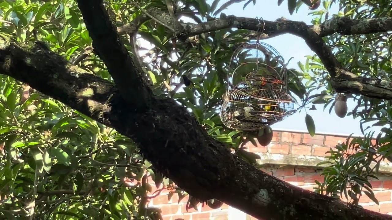 Bẩy hút mật 5m!!  Mái mồi căng lửa cắn như máy