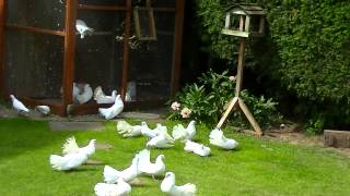 Young fantail dove flying for the first time.