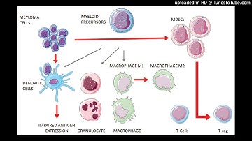 The bone marrow microenvironment in multiple myeloma